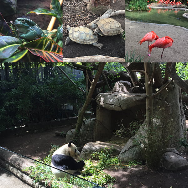 San Diego, San Diego Zoo, San Diego, San Diego Zoo pandas